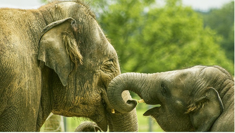 Du lịch đạo đức voi ở Thái Lan
