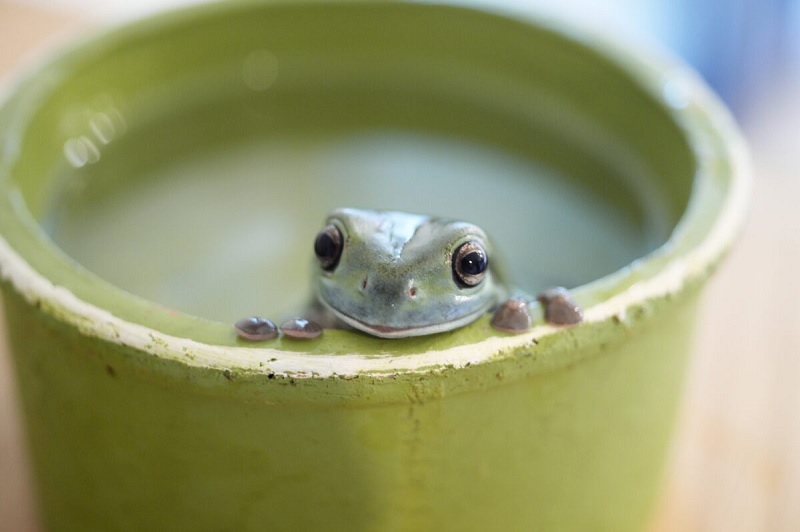 Ếch là một trong những loài động vật may mắn nhất ở Nhật Bản và nếu bạn nhìn thấy một con ếch, bạn cũng rất may mắn!