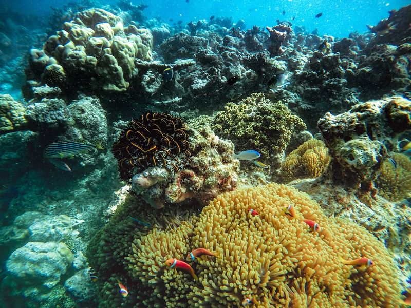 Khu Resort lặn với ống thở có những rạn san hô đẹp nhất