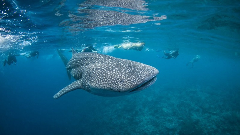 Lặn cùng cá đuối và cá mập voi ở Maldives