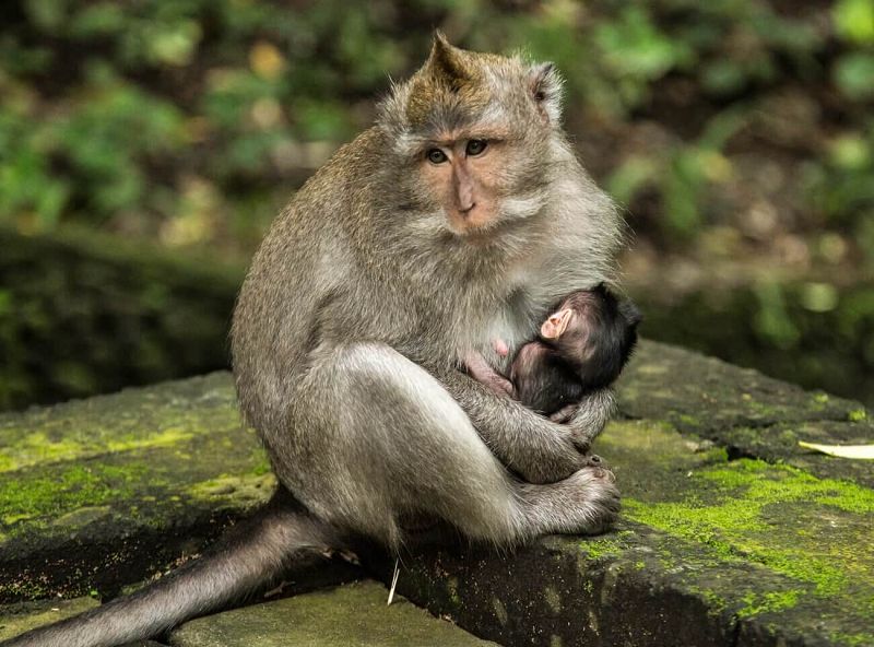 Tất nhiên rồi, khu rừng khỉ ở Ubud