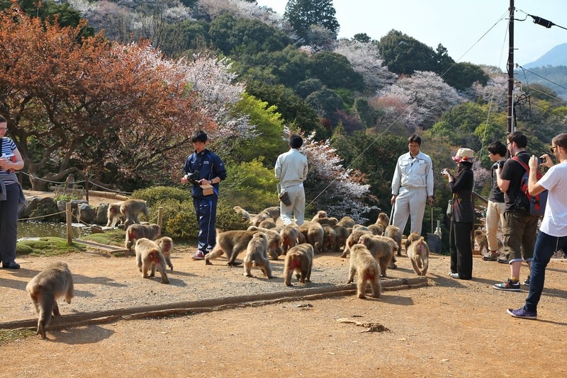 Chơi với khỉ tại công viên khỉ Arashiyama