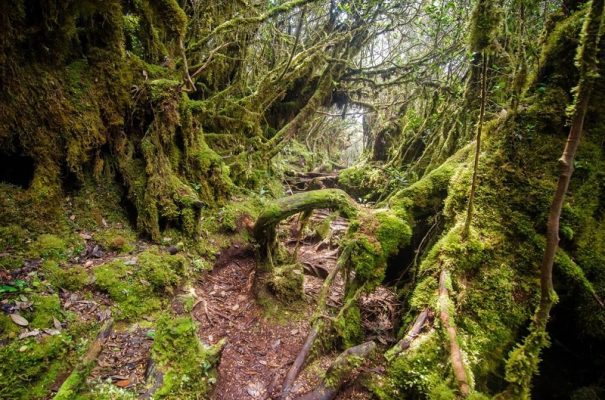 Đi du lịch ở đâu ở Malaysia: 3 chuyến đi phù hợp với phong cách du lịch của bạn.