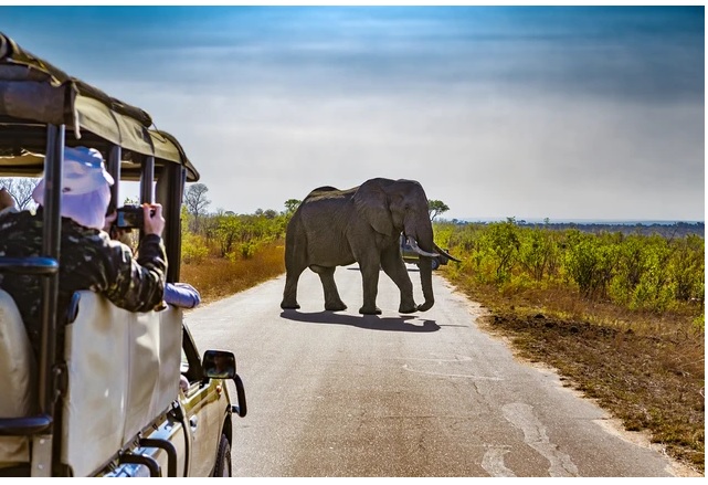 Safari ở Nam Phi