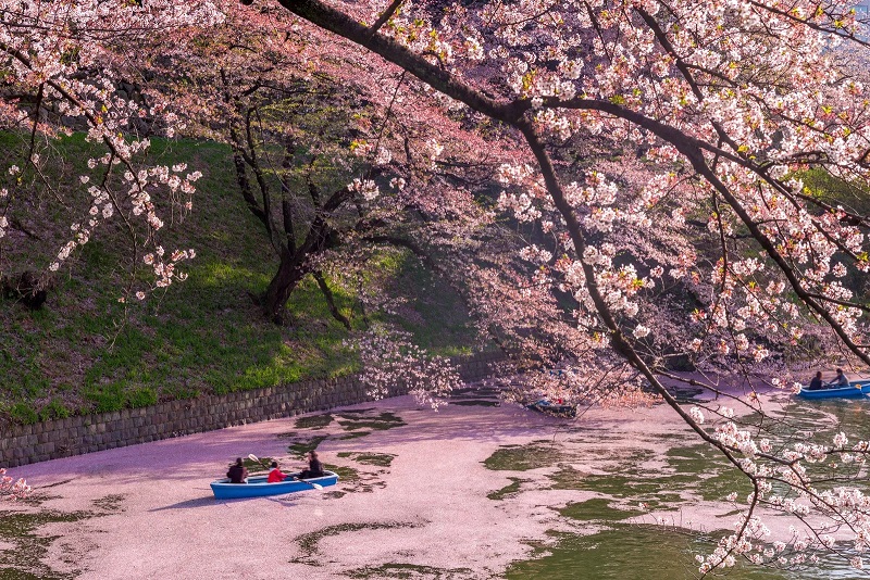 Hoa Anh Đào ở Công viên ven sông Yodogawa, Kyoto