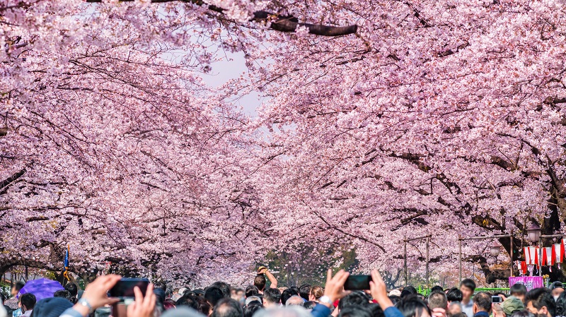 Mùa hoa anh đào ở công viên Ueno