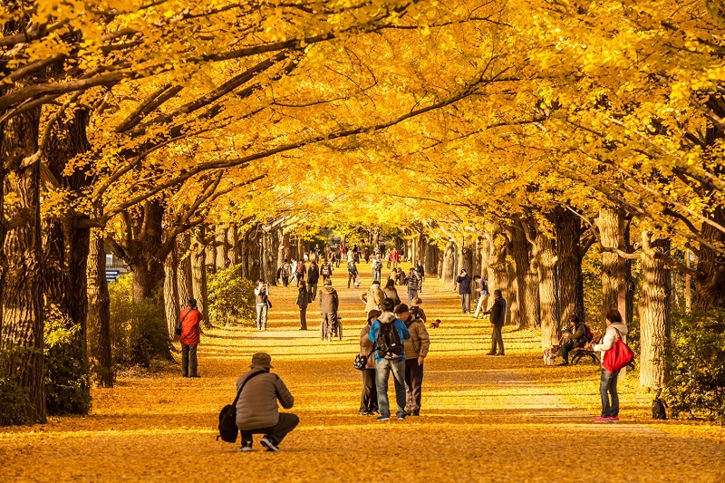 Những cây bạch quả vàng ở công viên Showakinen vào mùa thu