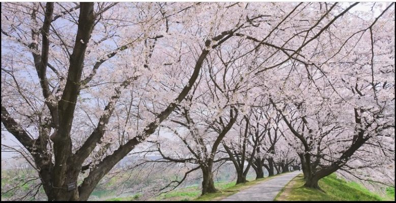 Những nơi có hoa Anh Đào ở Nhật Bản