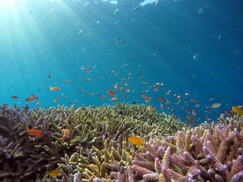 Thái Lan, Nhật Bản và Seychelles là Những điểm lặn biển ngoạn mục nhất thế giới