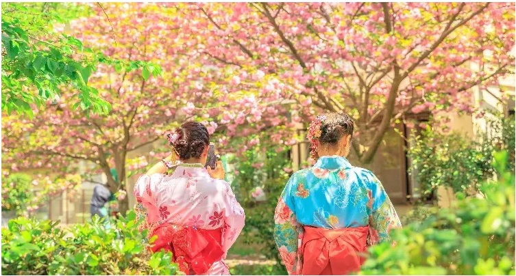 Các cô gái mặc kimono chụp ảnh dưới hoa anh đào