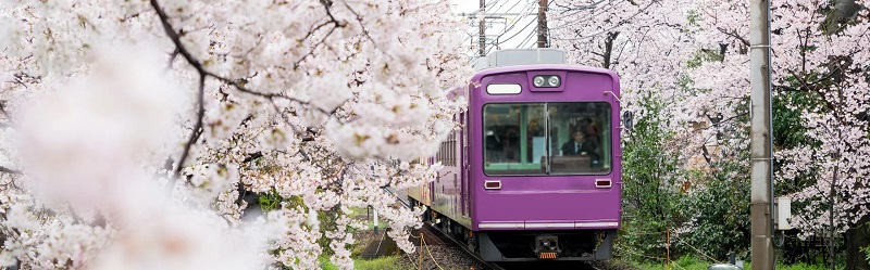 Cách lên kế hoạch cho chuyến đi ngắm hoa anh đào Nhật Bản vào năm 2023