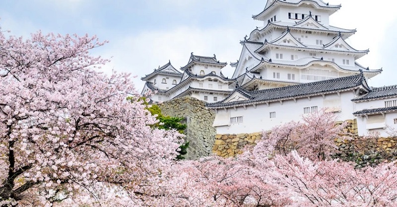 Cách trải nghiệm mùa hoa anh đào ở Nhật Bản
