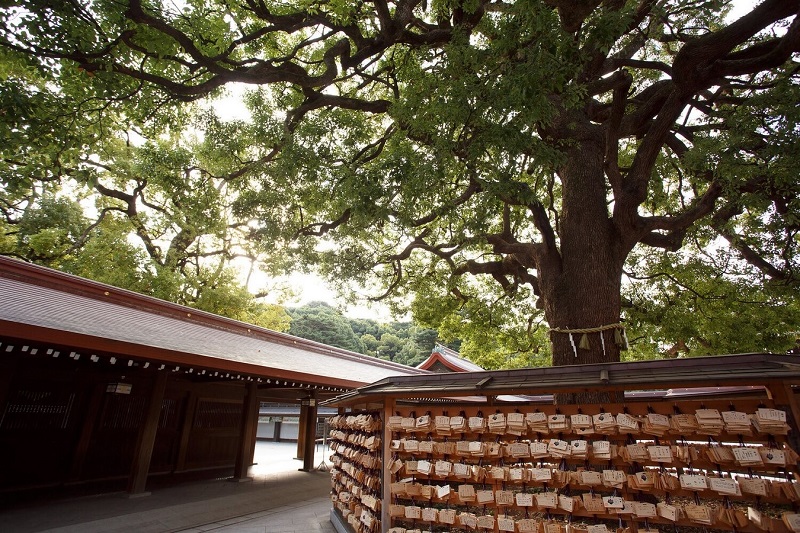 Du khách đến điện thờ của đền Meiji ở Tokyo được chào đón bởi những cây long não khổng lồ ước tính hơn 100 năm tuổi