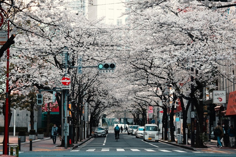 Hoa Anh Đào được coi là một loài hoa đặc biệt trong văn hoá Nhật Bản