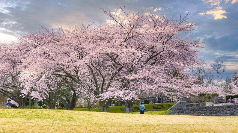 Hoa anh Đào mùa xuân ở Hokkaido