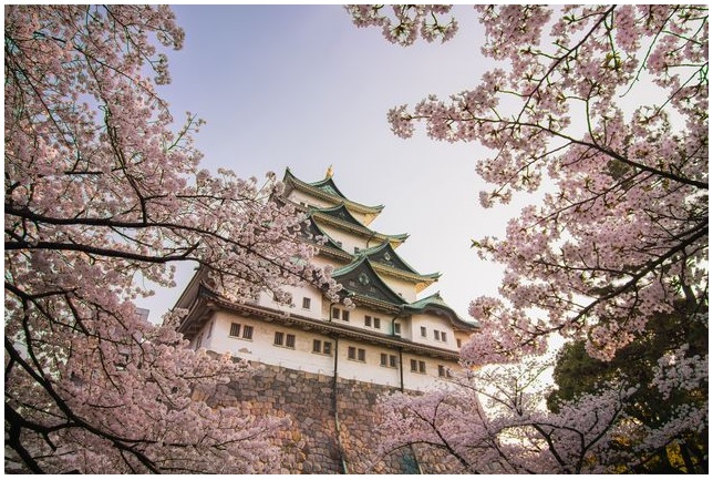 Hoa anh đào nở vào mùa xuân tại Lâu đài Nagoya