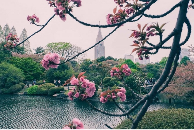 Hoa anh đào ở Shinjuku-Tokyo-Nhật Bản