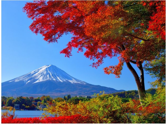 Khu vực hồ Kawaguchi, tỉnh Yamanashi, nổi tiếng với màu lá mùa thu tuyệt đẹp vào tháng 11. Hồ Kawaguchi là một phần của Vườn quốc gia Fuji-Hakone-Izu.