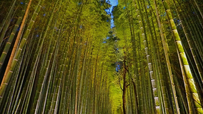 Làm thế nào để tận hưởng rừng tre Arashiyama một cách tốt nhất