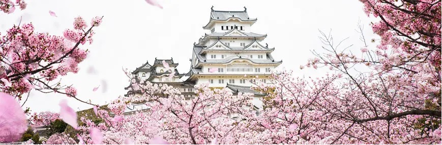 Lâu đài Himeji với khung hoa anh đào
