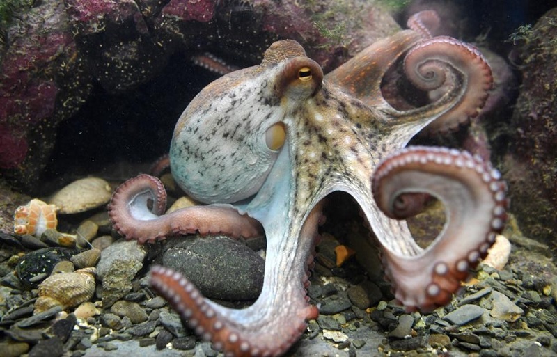 Một con bạch tuộc dễ thương