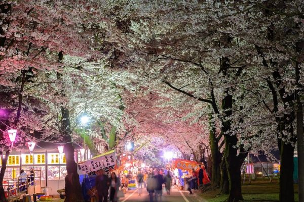 Nghi thức xã giao Nhật Bản bạn cần tuân theo trong mùa hoa anh đào hồng