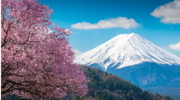 Núi Phú Sĩ và hoa anh đào