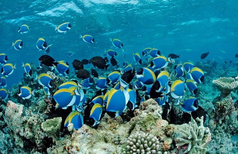 Surgeonfishes, Powder Blue Tang, Acanthurus leucosternon, Maldives, Ấn Độ Dương, Đảo san hô Meemu