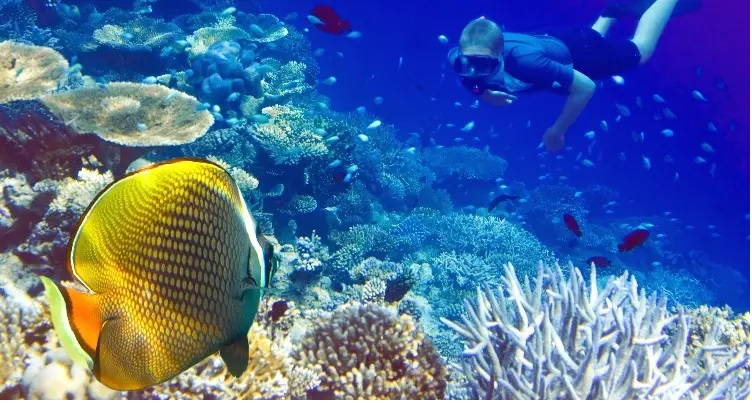 Thợ lặn ở đại dương và cá nhiệt đới ở san hô, Maldives