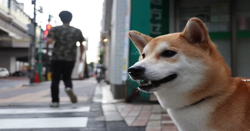10 địa điểm thân thiện với chó ở Tokyo cho chuyến đi trong ngày tuyệt vời
