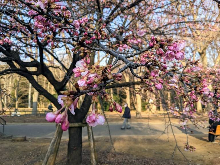 Bạn có thể tìm thấy hoa anh đào Kawazu ở mọi ngóc ngách của Tokyo.