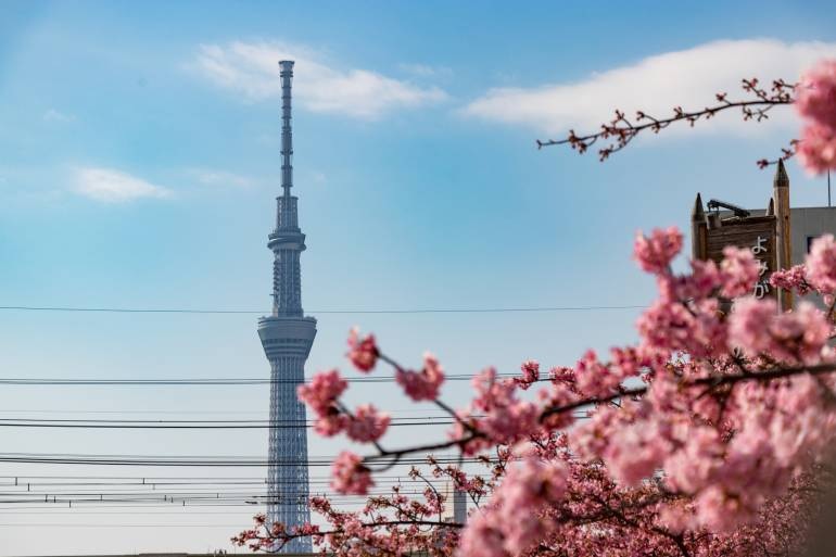 Bạn có thể tìm thấy những bông hoa anh đào nở sớm với một địa danh mang tính biểu tượng của Tokyo dọc theo sông Kyūnaka.