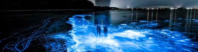 Biển sao tại Maldives