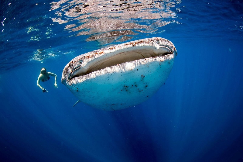 Bơi cùng cá mập voi khổng lồ trong làn nước xanh thẳm của Maldives.
