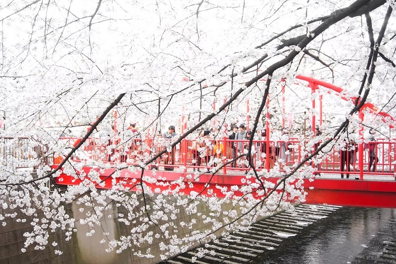 Không gì bằng nhìn thấy Nhật Bản được bao phủ bởi những bông hoa anh đào màu trắng hồng vào mùa xuân