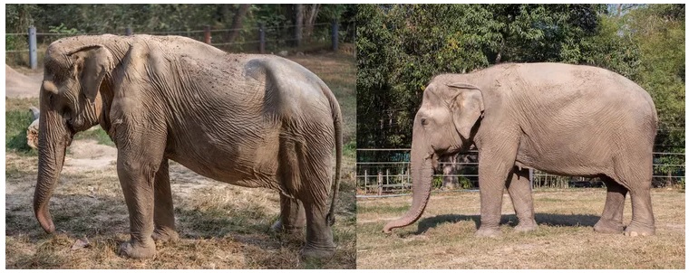 Khu bảo tồn Thái Lan Chăm sóc voi bị 'lưng lõm' bị hư hại sau nhiều năm du lịch
