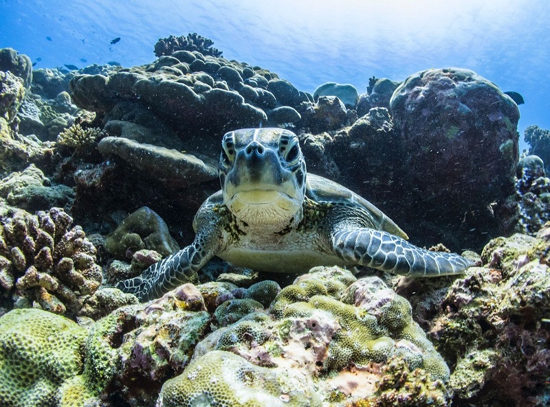 Maldives có đa dạng sinh học phong phú, từ cá đuối và cá đuối gai độc đến rùa biển và cá mập.