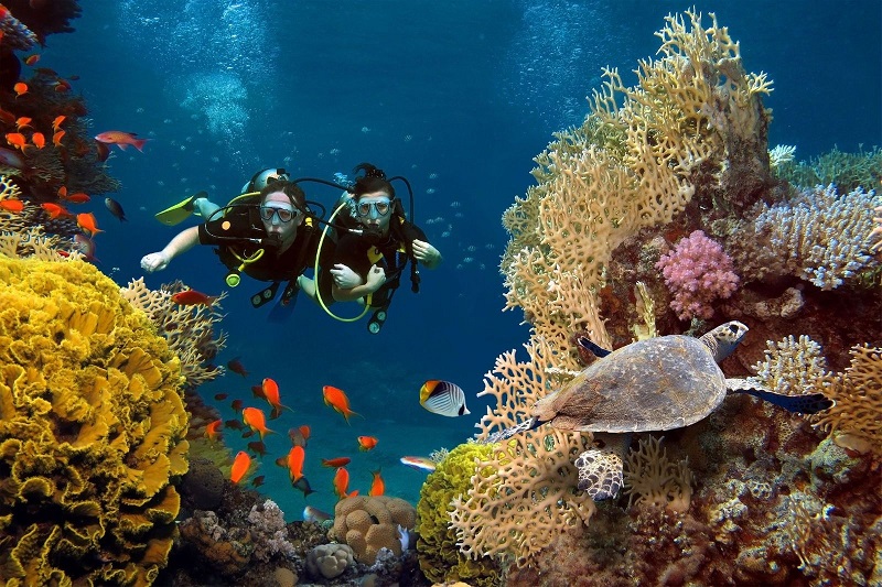 Maldives là một địa điểm lặn biển nổi tiếng, dành cho người mới bắt đầu, trung cấp và cao cấp.