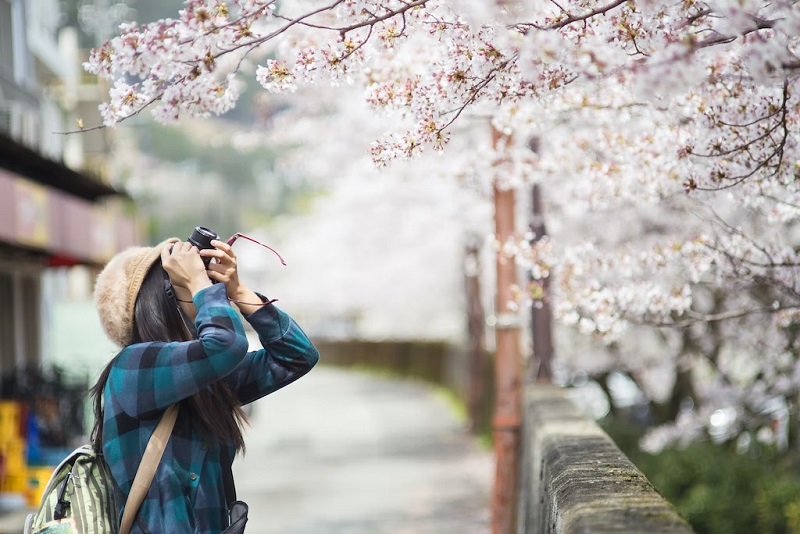 Người Nhật có hơn 70 thuật ngữ để mô tả chính xác các giai đoạn và hiện tượng văn hóa khác nhau gắn liền với mùa hoa anh đào