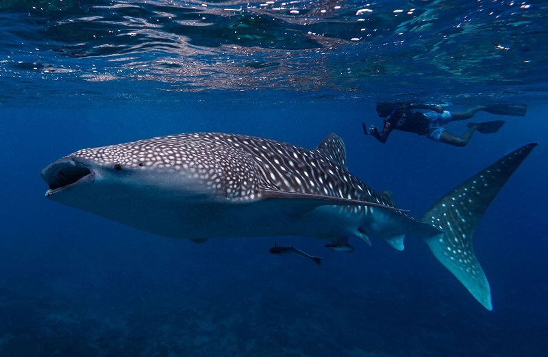 Những con cá mập voi khổng lồ, những người khổng lồ nhẹ nhàng, là một trong những điểm thu hút lớn nhất khi đến thăm Maldives.