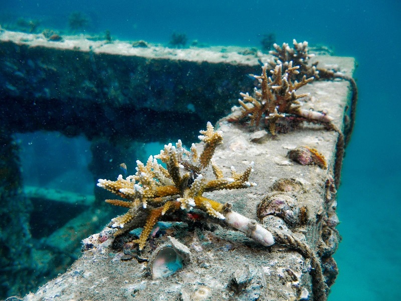 Vườn ươm san hô của Maldives giúp bảo tồn môi trường biển.