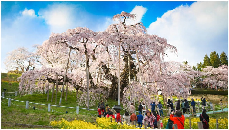 3 cây hoa anh đào lớn nhất của Nhật Bản và nơi để ngắm chúng
