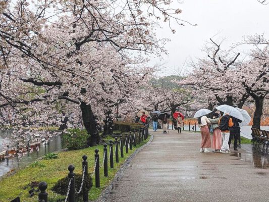 3 địa điểm ngắm hoa anh đào ở Tokyo bạn có thể ngắm trong 1 ngày
