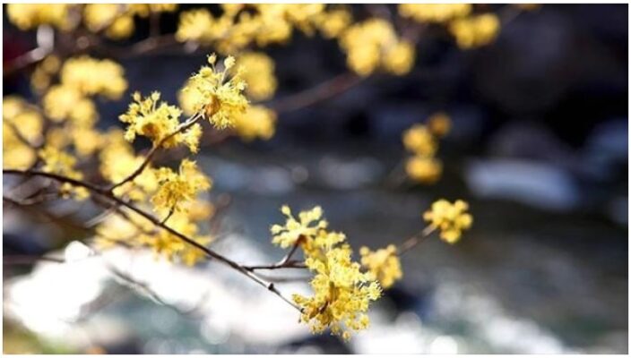 5 lễ hội giúp bạn vui xuân ở Hàn Quốc