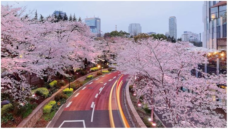 8 chuyến đi ngắm hoa anh đào tuyệt nhất từ Tokyo