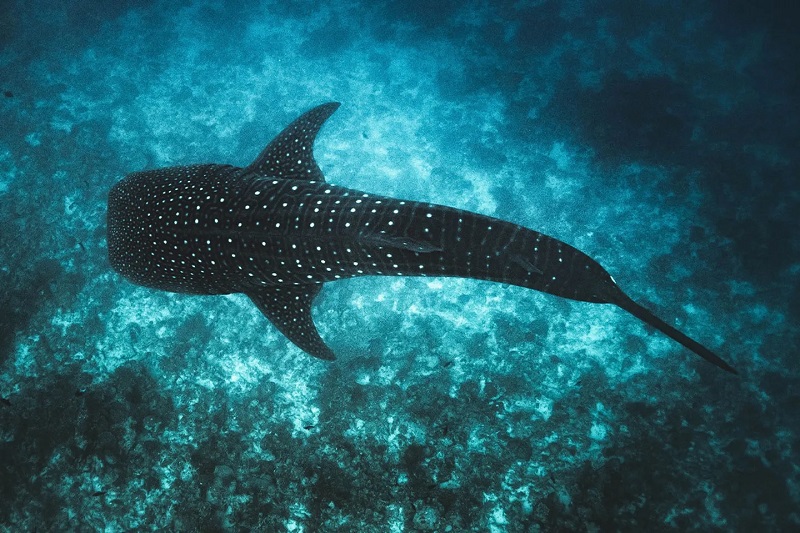 Bạn sẽ gặp rất nhiều cá mập voi khi lặn biển ở Maldives