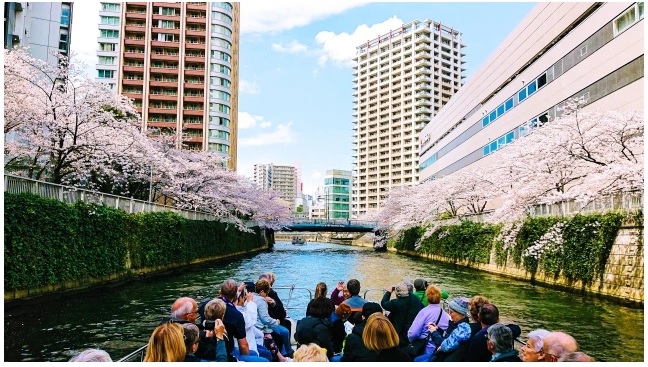 Bỏ qua đám đông tại địa điểm ngắm hoa anh đào nổi tiếng nhất Tokyo với Du thuyền Hanami trên sông Meguro