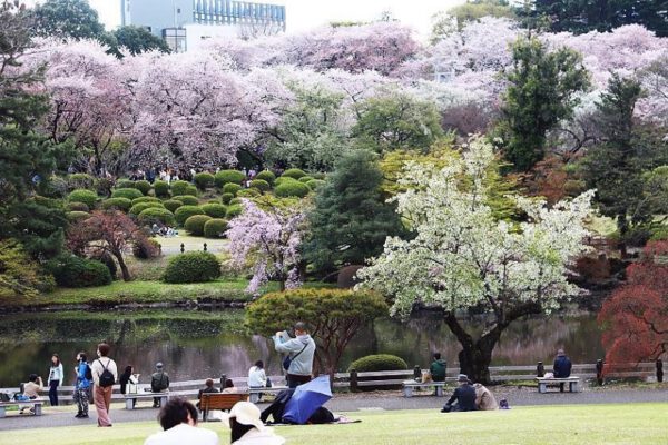 Cánh hoa Tokyo bắt đầu rơi