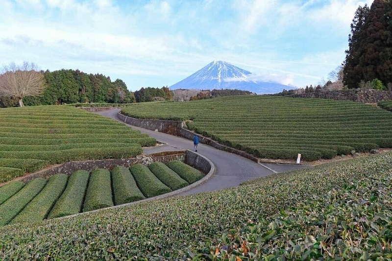 Con đường ngăn cách giữa nương chè và phía xa là núi Phú Sĩ