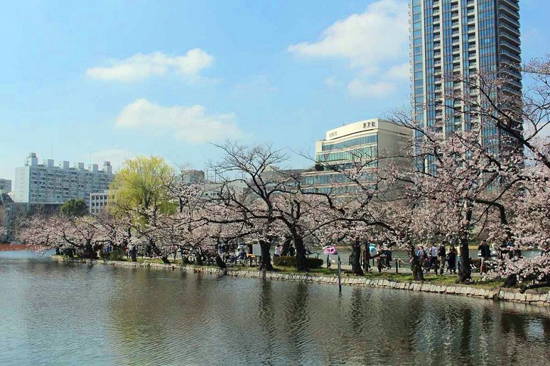 Du khách đi dạo qua lối đi dạo sakura trong Công viên Ueno.